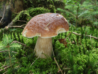 Fungo porcino raccolto nel bosco