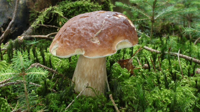 Fungo porcino raccolto nel bosco