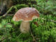 Fungo porcino raccolto nel bosco