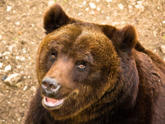 Orso bruno marsicano nel Parco Nazionale d'Abruzzo, Lazio e Molise