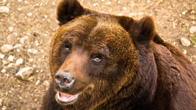 Orso bruno marsicano nel Parco Nazionale d'Abruzzo, Lazio e Molise
