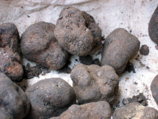 Tartufo fresco, immagine di repertorio