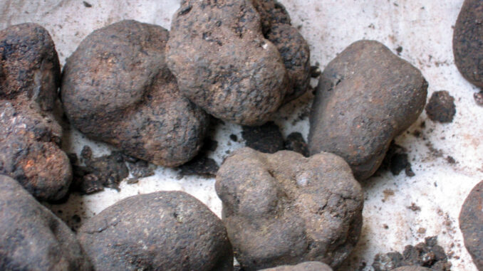 Tartufo fresco, immagine di repertorio