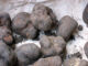 Tartufo fresco, immagine di repertorio