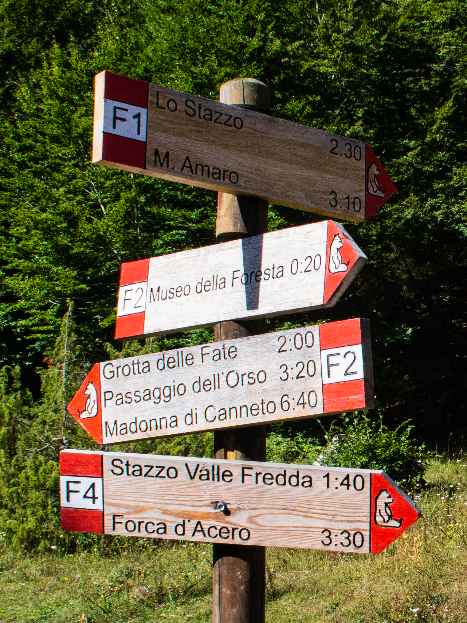 Sentiero nella faggeta del Parco Nazionale d'Abruzzo, Lazio e Molise